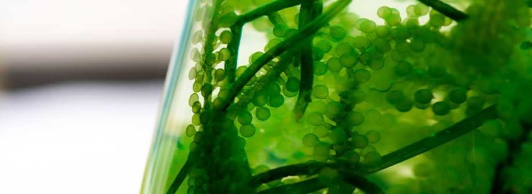 Ello Soluções Agrícolas Rentabilidade com Sustentabilidade Distribuição de especialidades