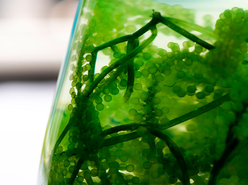 Ello Soluções Agrícolas Rentabilidade com Sustentabilidade Distribuição de especialidades